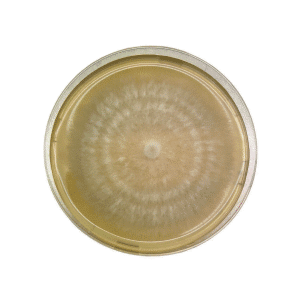 A petri dish with a circular, fuzzy fungal colony growing on a yellowish agar surface.