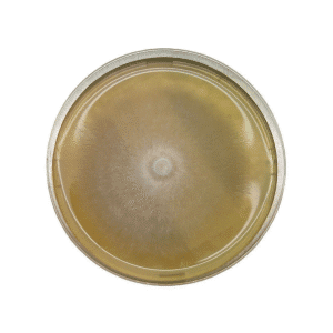 A petri dish with a circular, fuzzy fungal colony growing on yellowish agar.