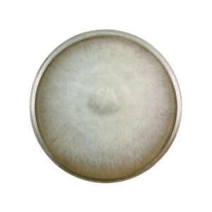 White mould colony growing in a circular pattern on a petri dish, viewed from above.