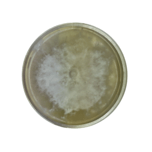 A petri dish with a circular, white mould colony growing on a yellowish agar medium.