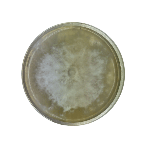A petri dish with a circular, white mould colony growing on a yellowish agar medium.