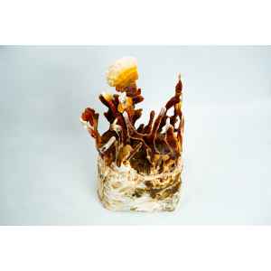 A cluster of reddish-brown and white mushrooms grows from a textured base, possibly thriving with the help of the CO2 Generator Bag 3kg, set against a plain white background.