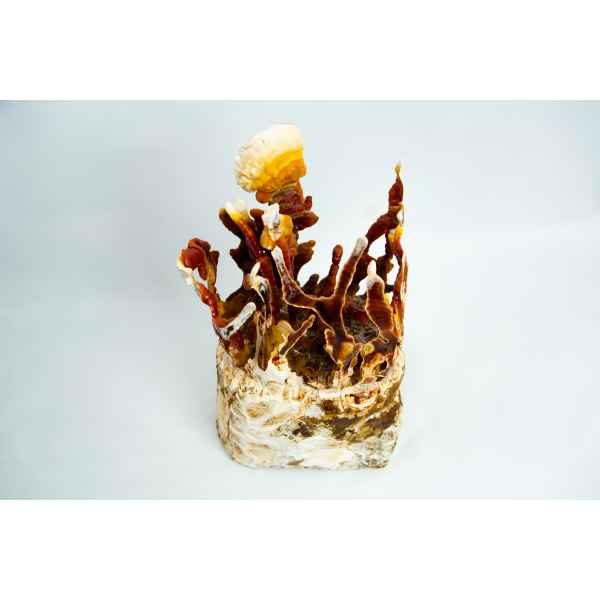 A cluster of reddish-brown and white mushrooms grows from a textured base, possibly thriving with the help of the CO2 Generator Bag 3kg, set against a plain white background.
