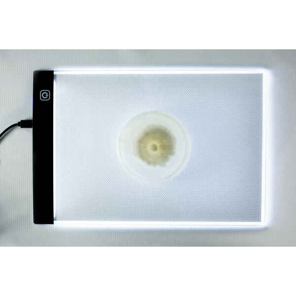 A petri dish with mould sits on a lit tablet or light box, viewed from above.