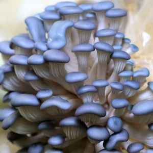 Close-up of clustered Blue Pearl Oyster mushrooms (Pleurotus columbinus) with smooth, curved caps and pale stems grown from Log Dowel Mushroom Plug Spawn.
