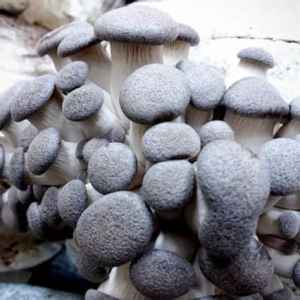 A cluster of Black King Oyster mushrooms (Pleurotus ostreatus-hybrid) with round caps and thick stems, grown closely together from Log Dowel Mushroom Plug Spawn.