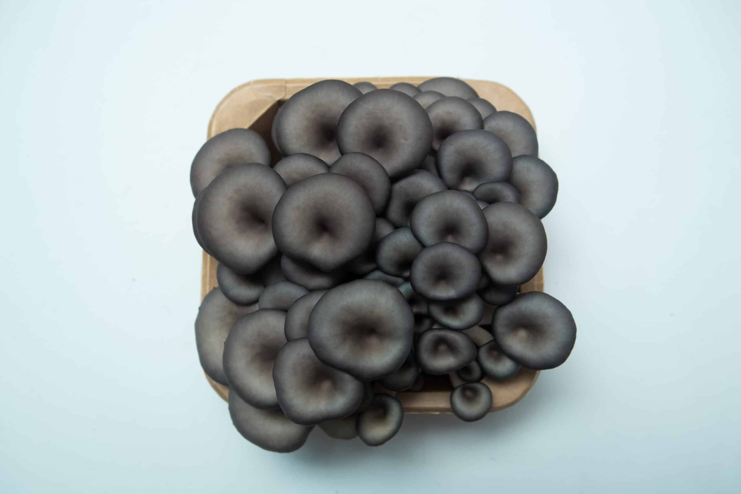 Log Dowel Mushroom Plug Spawn | Blue Pearl Oyster | Pleurotus columbinus 4 Top view of a Colonised Mushroom Culture On Agar Plate featuring Blue Pearl Oyster (Pleurotus columbinus), highlighting the unique beauty of cultivated mycelium against a clean white background.