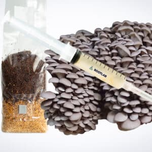 The Pearl Oyster Mushroom Grow Kit is shown on a white background with its included syringe, substrate bag, and a cluster of grey oyster mushrooms.