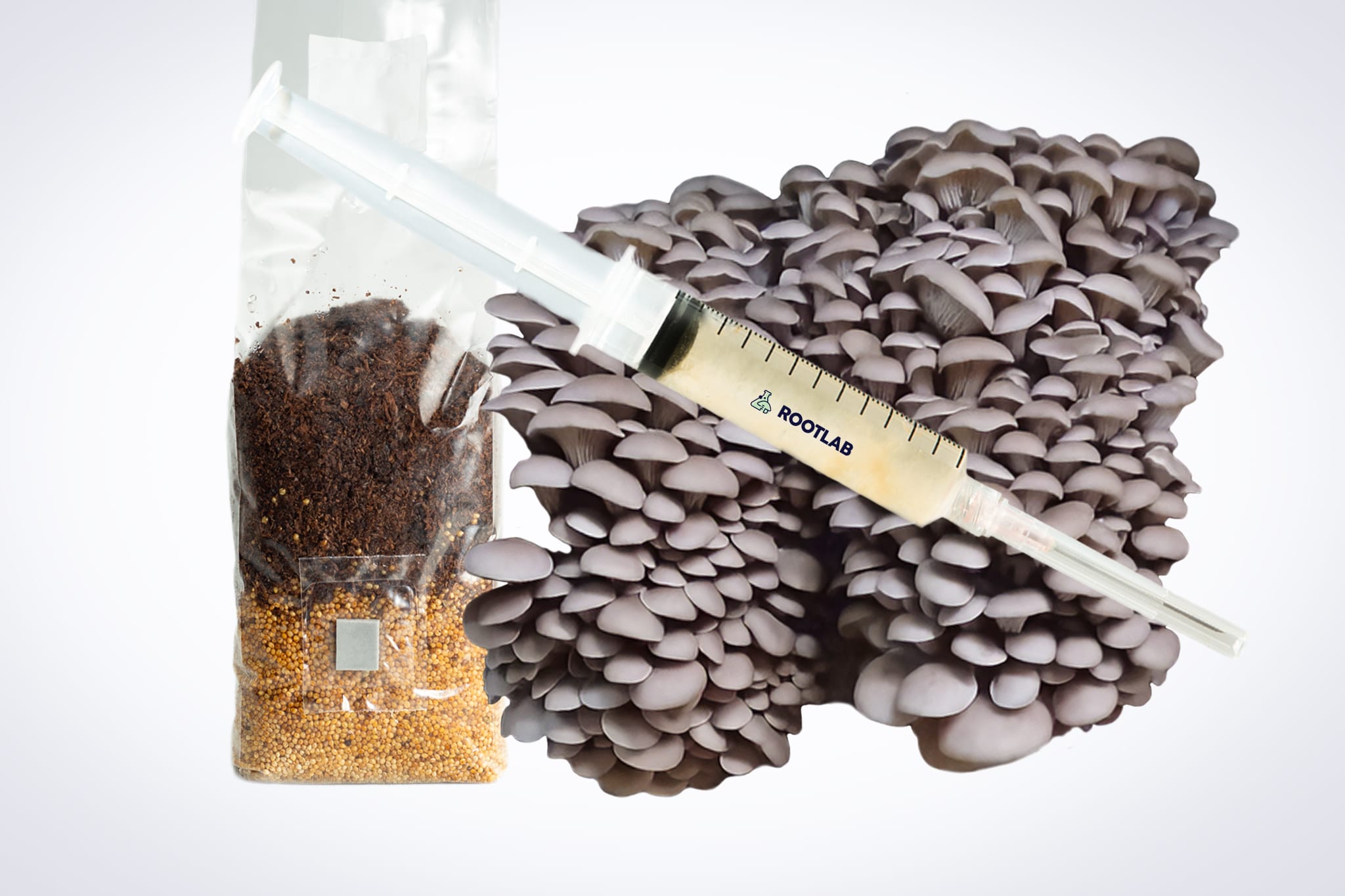 Pearl Oyster Mushroom Growing Kit | Inject & Grow 1 The Pearl Oyster Mushroom Grow Kit is shown on a white background with its included syringe, substrate bag, and a cluster of grey oyster mushrooms.
