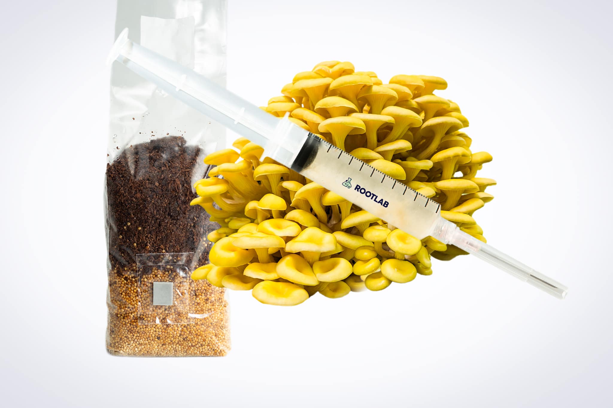 Gold Oyster Mushroom Growing Kit | Inject & Grow 1 A syringe of Mushroom Liquid Culture | Yellow Oyster | Pleurotus citrinopileatus sits next to a substrate bag for mushroom cultivation.