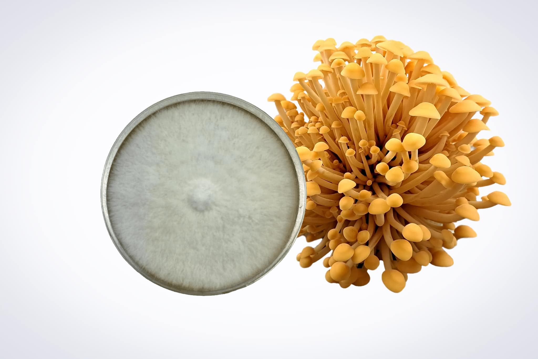 Colonized Mushroom Culture On Agar Plate | Golden Enoki | Flammulina velutipes 1 Colonised Mushroom Culture On Agar Plate | Swordbelt | Agrocybe aegerita is displayed next to fresh Agrocybe aegerita mushrooms on a white background.