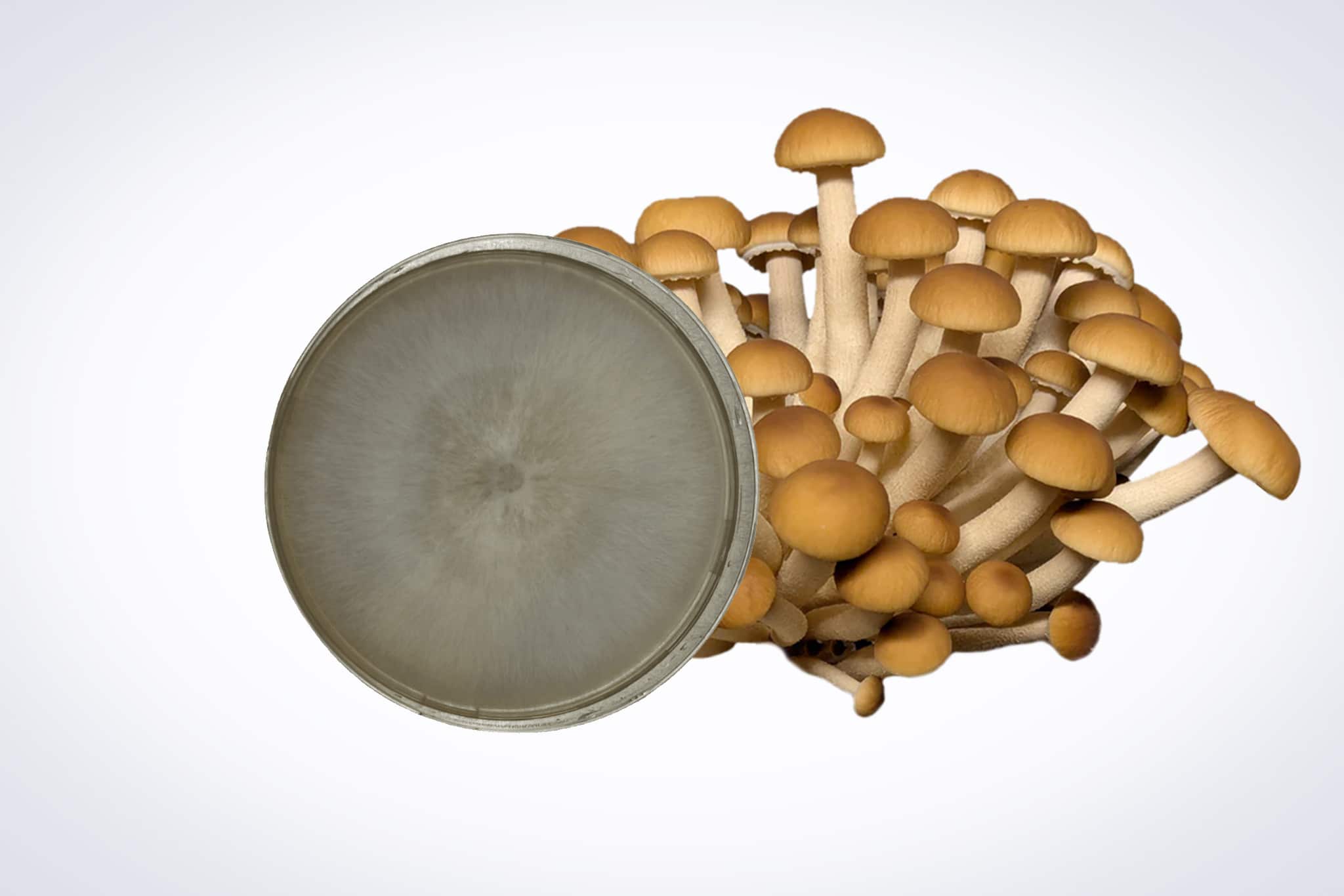 Colonized Mushroom Culture On Agar Plate | Swordbelt | Agrocybe aegerita 1 A cluster of brown mushrooms stands behind a Colonised Mushroom Culture On Agar Plate | Swordbelt | Agrocybe aegerita, with white fungal growth visible on the agar plate.