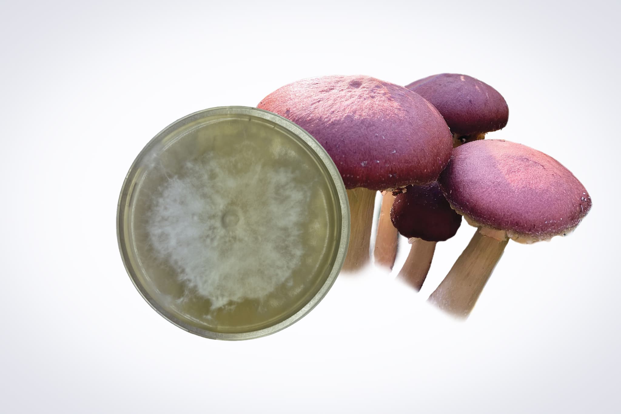 Colonized Mushroom Culture On Agar Plate for Wine Cap (Stropharia rugosoannulata) 1 A Colonised Mushroom Culture On Agar Plate | Swordbelt | Agrocybe aegerita is displayed next to purple mushrooms on a white background, showcasing the mushroom culture process using an agar plate.