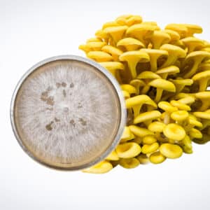Close-up of a Yellow Oyster (Pleurotus citrinopileatus) mushroom cluster with a petri dish of white mycelium beside it—ideal for starting your own Mushroom Liquid Culture | Yellow Oyster | Pleurotus citrinopileatus.