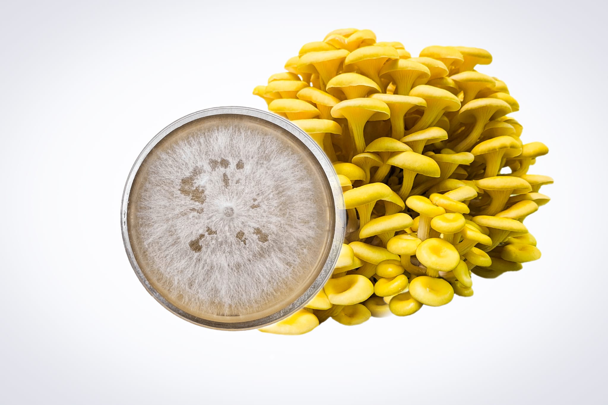 Colonized Mushroom Culture On Agar Plate | Yellow Oyster | Pleurotus citrinopileatus 1 Close-up of a Yellow Oyster (Pleurotus citrinopileatus) mushroom cluster with a petri dish of white mycelium beside it—ideal for starting your own Mushroom Liquid Culture | Yellow Oyster | Pleurotus citrinopileatus.