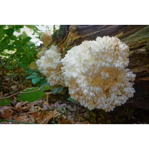 A white fungus, like those cultivated with the Coral Tooth Mushroom Grow Kit, is growing on a tree.
