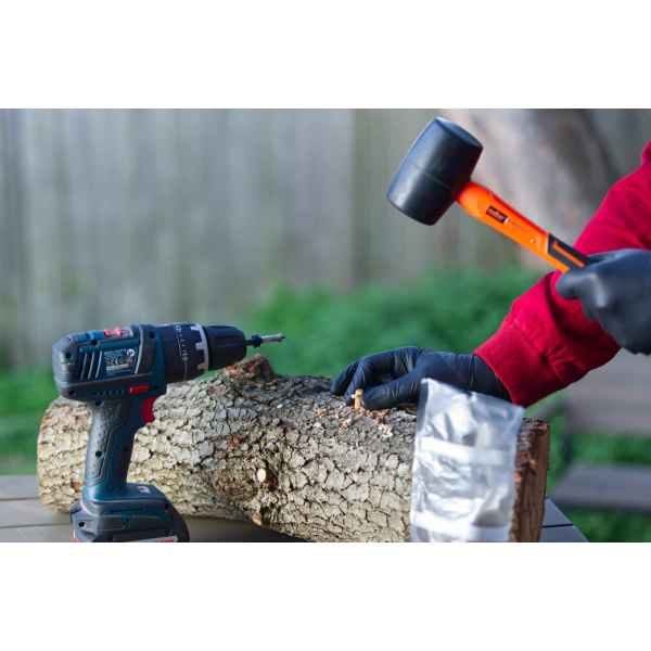 Someone hammers a Log Dowel Mushroom Plug Spawn (Yellow Oyster, Pleurotus citrinopileatus) into a log with a mallet, while a drill and bag of plugs rest on the table nearby.