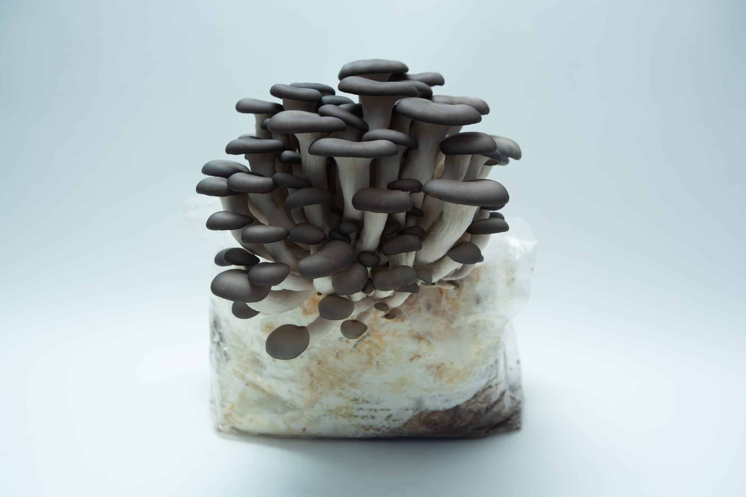 Log Dowel Mushroom Plug Spawn | Blue Pearl Oyster | Pleurotus columbinus 3 A Colonised Mushroom Culture On Agar Plate featuring Blue Pearl Oyster (Pleurotus columbinus), displayed on a plain white background.