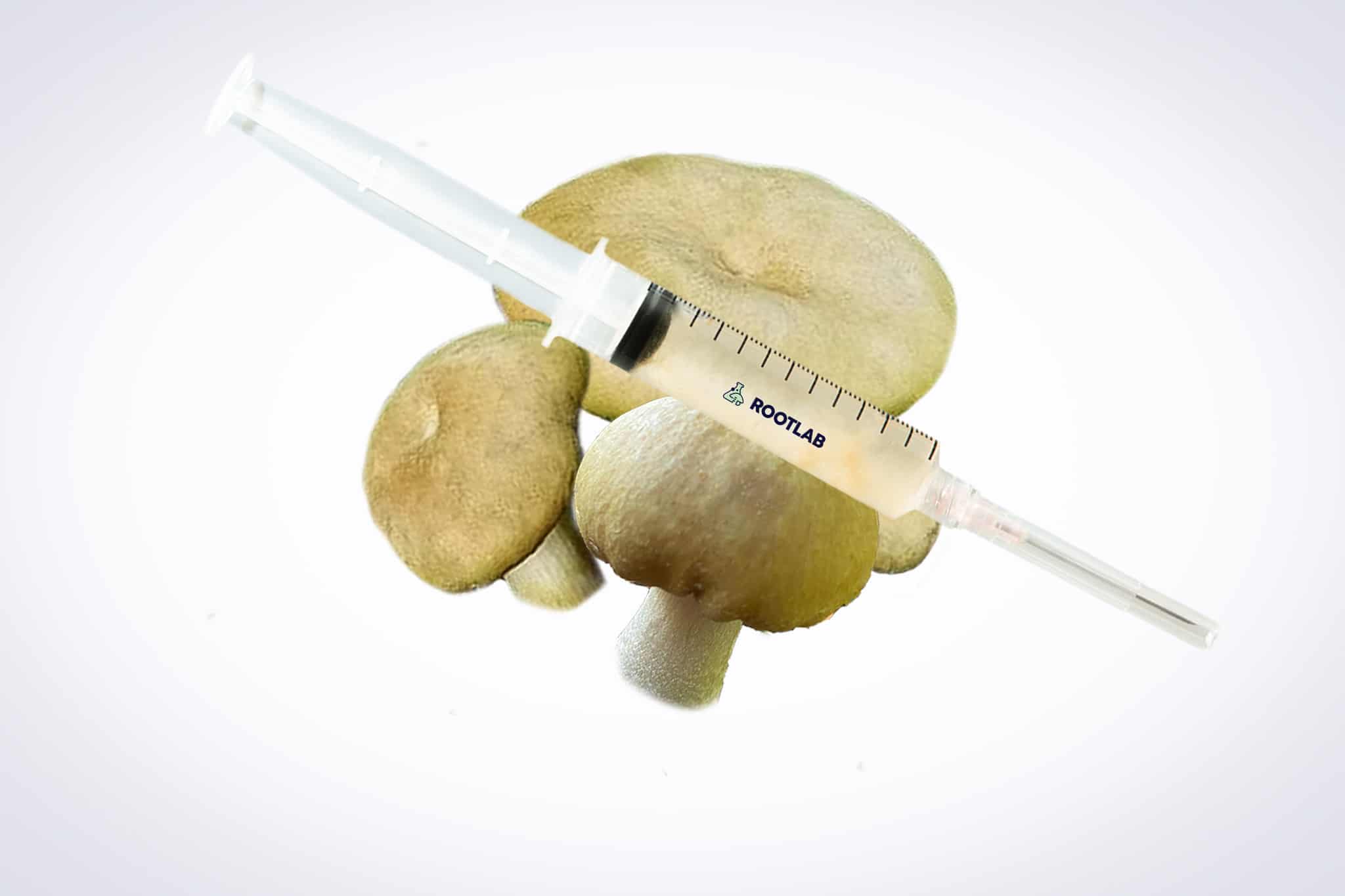 Mushroom Liquid Culture for Golden Wine Cap (Stropharia rugosoannulata var. lutea) Commercial 1 A syringe of Mushroom Liquid Culture | Wood Ear | Auricularia auricula-judae is displayed atop three Wood Ear mushrooms on a white background.