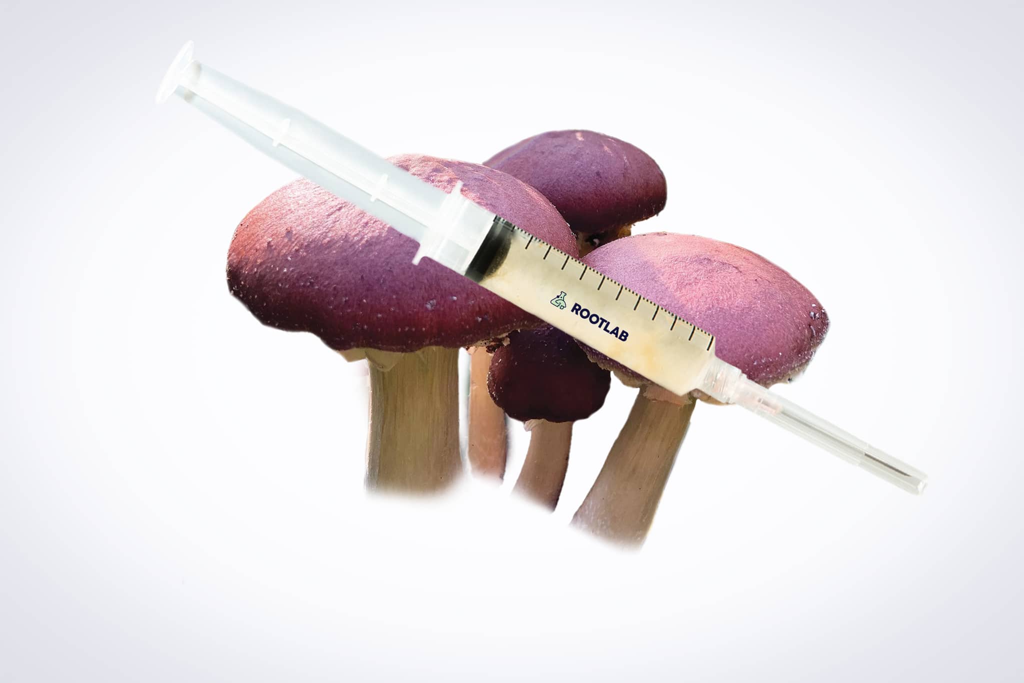 Mushroom Liquid Culture for Wine Cap Mushrooms (Stropharia rugosoannulata) 1 A Mushroom Liquid Culture | Wood Ear | Auricularia auricula-judae syringe is displayed above three red-capped mushrooms and wood ear (Auricularia auricula-judae) on a white background.