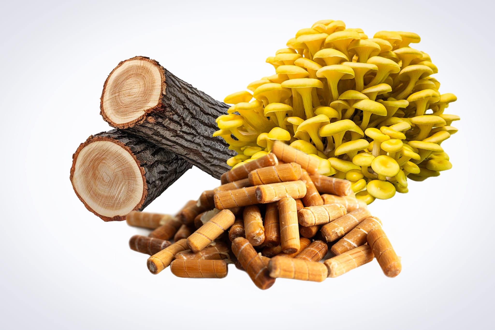 Log Dowel Mushroom Plug Spawn | Yellow Oyster | Pleurotus citrinopileatus 1 A vial of Mushroom Liquid Culture | Yellow Oyster (Pleurotus citrinopileatus) is arranged with two tree logs and brown supplement capsules on a white background.