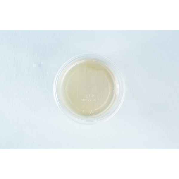 A clear Petri dish with agar shown from above on a white background—perfect for use with the Spore Print to Spore Syringe Transfer Kit.