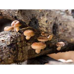 Shiitake 3782 (Lentinula edodes) log dowel mushroom plug spawn growing as small brown mushrooms on rough, weathered logs in a natural outdoor setting.