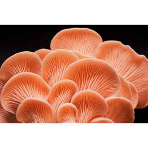 Close-up of clustered Shiitake mushrooms (Lentinula edodes) grown from Log Dowel Mushroom Plug Spawn 5000, displaying delicate fan-shaped gills against a black background.