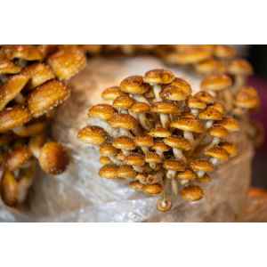 Cluster of small, brown Chestnut mushrooms (Pholiota adiposa) with speckled caps growing closely together from Log Dowel Mushroom Plug Spawn.