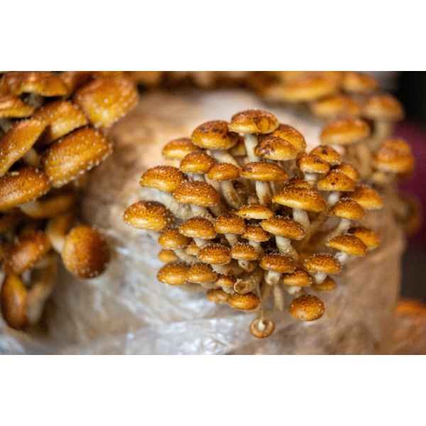Cluster of small, brown Chestnut mushrooms (Pholiota adiposa) with speckled caps growing closely together from Log Dowel Mushroom Plug Spawn.