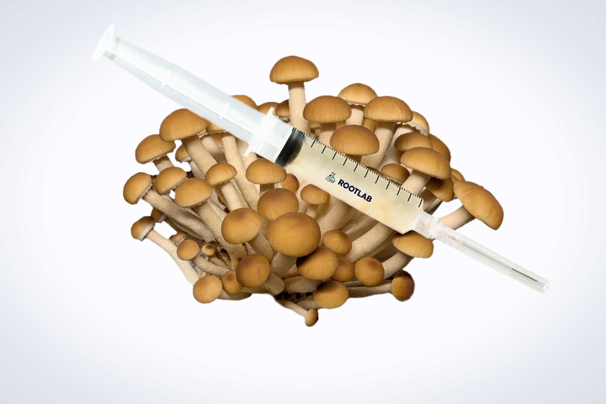 Mushroom Liquid Culture | Swordbelt | Agrocybe aegerita 1 A syringe of Mushroom Liquid Culture | Swordbelt | Agrocybe aegerita is displayed on a cluster of brown mushrooms against a white background.