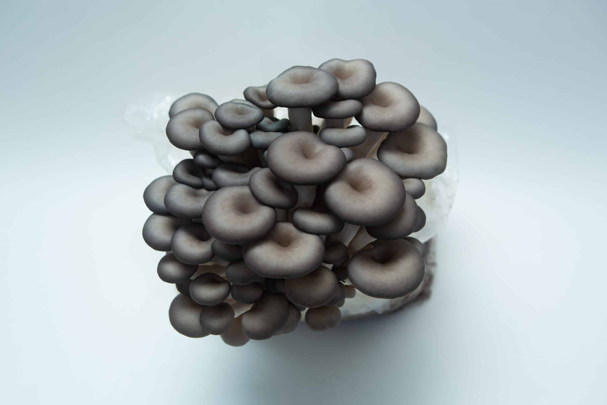 Log Dowel Mushroom Plug Spawn | Blue Pearl Oyster | Pleurotus columbinus 5 A Colonised Mushroom Culture On Agar Plate featuring Blue Pearl Oyster (Pleurotus columbinus), displaying the distinct colouration and optimal growth characteristic of this premium strain.