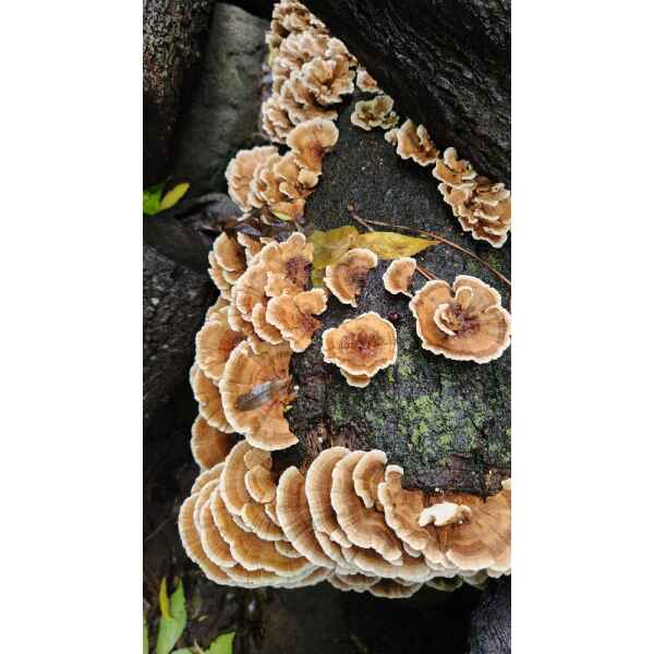 Native Turkey Tail (Trametes versicolor) mushroom plugs growing as a brown and white cluster on a dark, mossy log.
