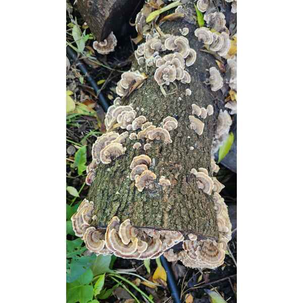 Clusters of native turkey tail (Trametes versicolor) mushrooms, grown from Log Dowel Mushroom Plug Spawn, appear on a fallen log amid green leaves.