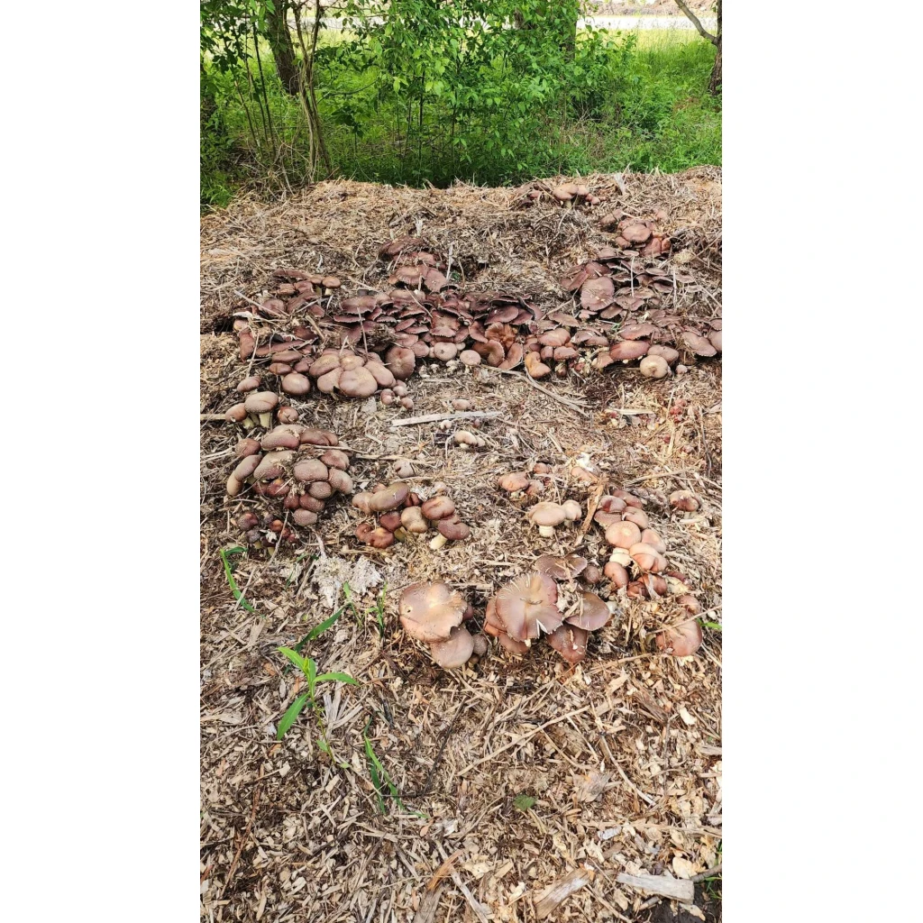 Growing Wine Cap and Golden Wine Cap Mushrooms, Stropharia rugosoannulata 3 WhatsApp Image 2025 06 07 at 12.45.53