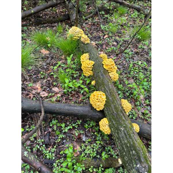 Yellow Oyster (Pleurotus citrinopileatus) mushrooms grow on a fallen log in a green forest, illustrating the results of using Log Dowel Mushroom Plug Spawn.