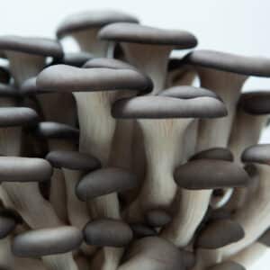 Close-up of Colonised Mushroom Culture On Agar Plate | Blue Pearl Oyster (Pleurotus columbinus), featuring a cluster with light stems and dark caps against a white background, highlighting the beauty of this unique mushroom culture.