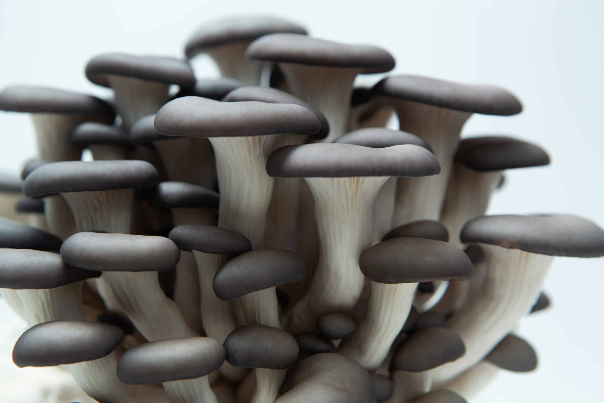 Log Dowel Mushroom Plug Spawn | Blue Pearl Oyster | Pleurotus columbinus 1 Close-up of Colonised Mushroom Culture On Agar Plate | Blue Pearl Oyster (Pleurotus columbinus), featuring a cluster with light stems and dark caps against a white background, highlighting the beauty of this unique mushroom culture.