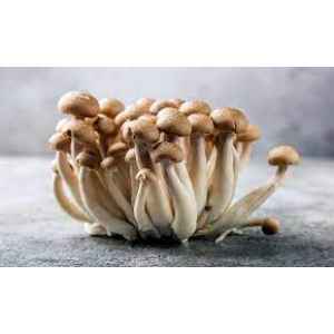 Cluster of Brown Shimeji (Hypsizygus tessulatus) mushrooms with long white stems grown from Log Dowel Mushroom Plug Spawn on a grey surface.