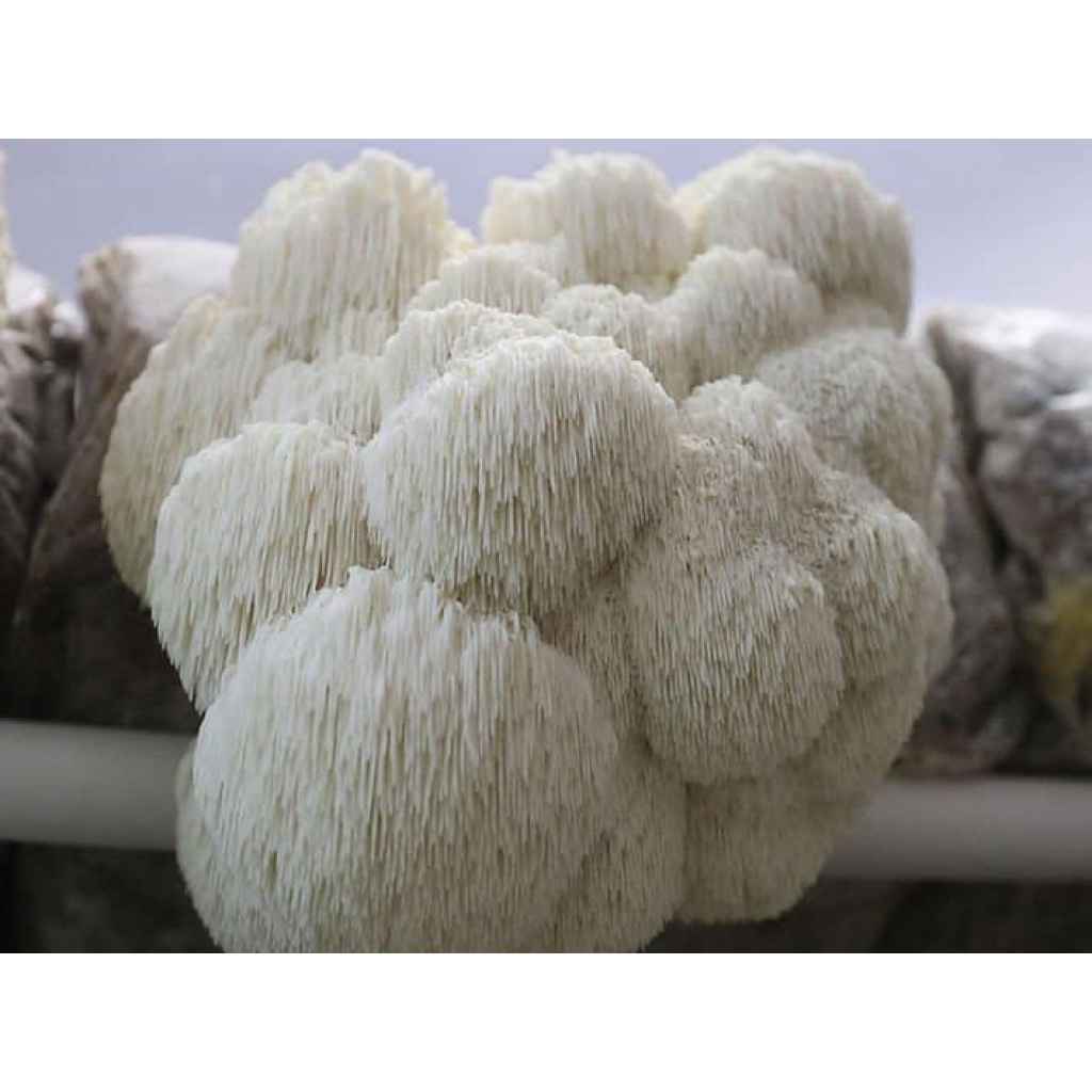Lion’s Mane Pride (Hericium erinaceus) Log Dowel Mushroom Plug Spawn: white, shaggy mushrooms with long, thin spines growing in dense clusters.