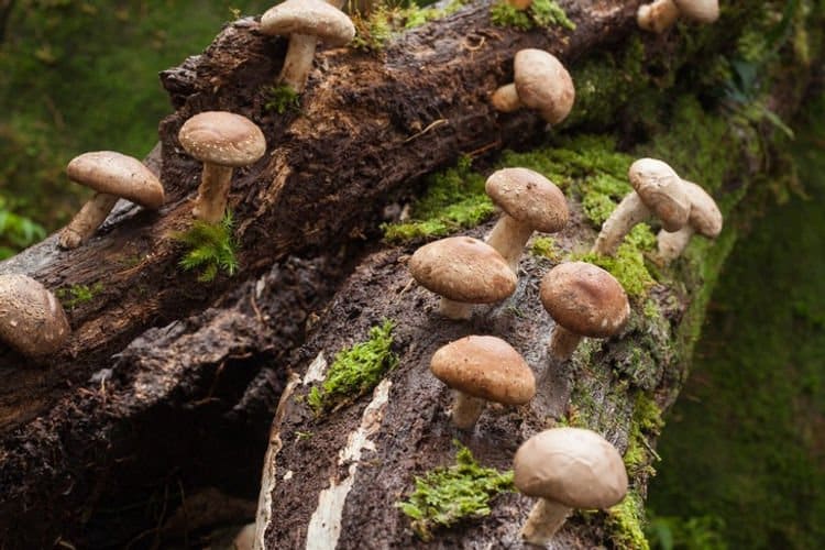 Shiitake – 3782 | Lentinula edodes | Mushroom Fruiting Blocks - 3kg ( Wholesale for Farms) 3 Giant King Oyster mushrooms (Pleurotus eryngii) thriving on a mossy, decaying log in a lush green forest. Try our Mushroom Liquid Culture to grow your own!.
