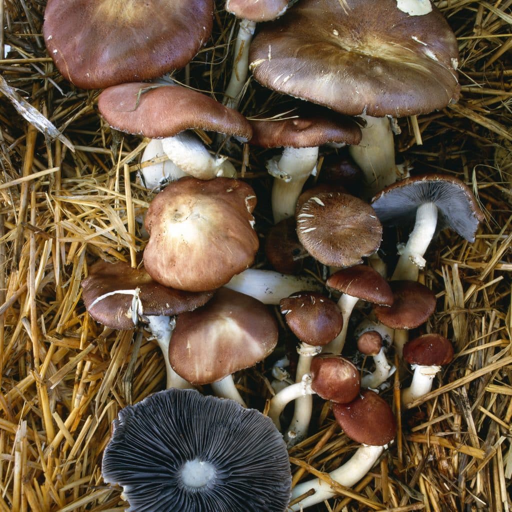 Growing Wine Cap and Golden Wine Cap Mushrooms, Stropharia rugosoannulata 3 Wine cap mushrooms growing on a bed of straw, with visible gills on some of the mushroom caps. These Golden Wine cap fungi add a unique touch to their natural surroundings.