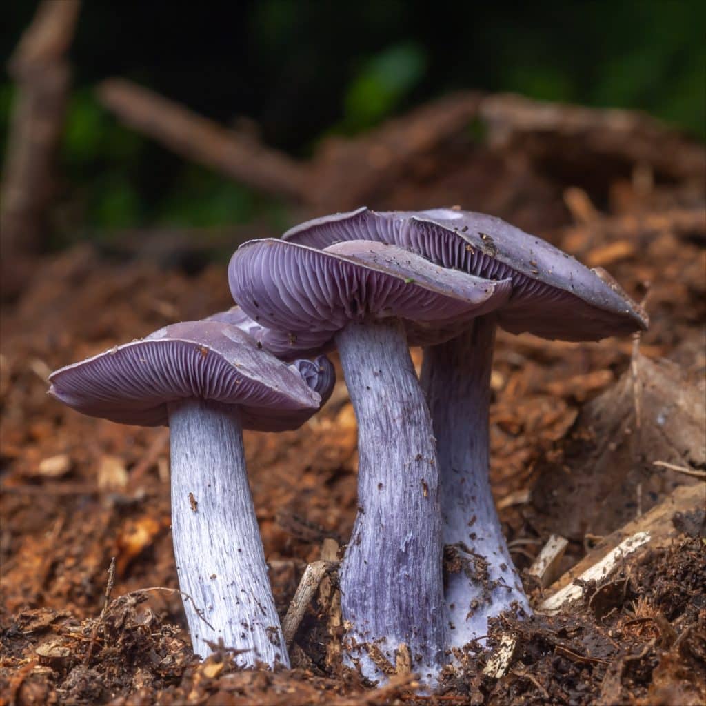 Growing Wood Blewit Mushrooms, Collybia nuda , formerly known as Lepista nuda and Clitocybe nuda in Australia 2 Three purple mushrooms, possibly wine caps, growing close together on a forest floor with a blurred green background.