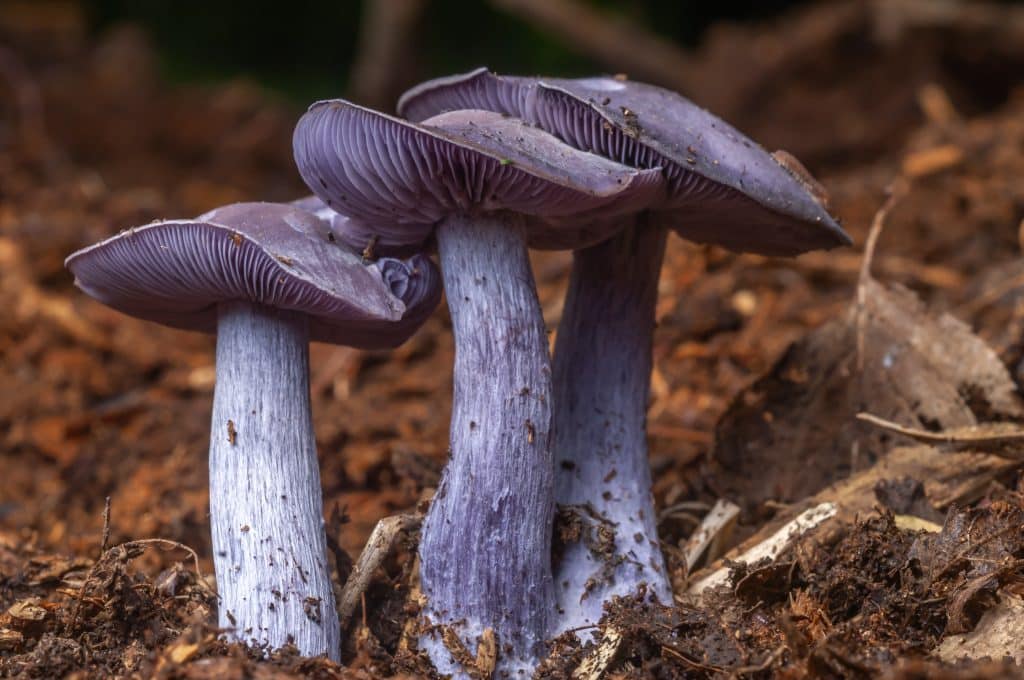 Growing Wood Blewit Mushrooms, Clitocybe nuda, formerly known as Lepista nuda in Australia 1 Wood blewit Clitocybe nuda formerly known as Lepista nuda