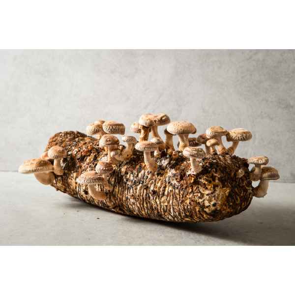 Straw Shiitake (Lentinula edodes) mushrooms from Mushroom Liquid Culture | Commercial variety, growing on a log against a light grey background.