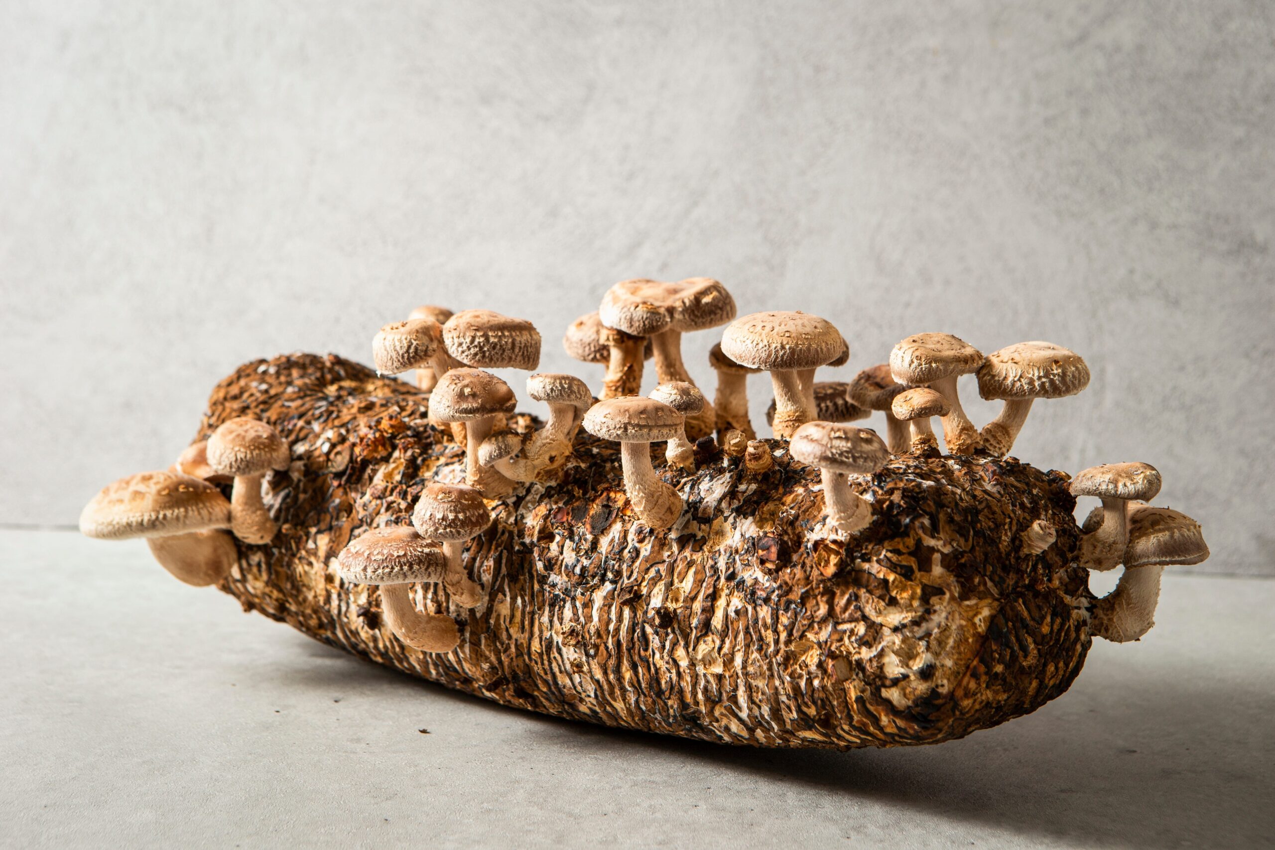 Straw Shiitake (Lentinula edodes) mushrooms from Mushroom Liquid Culture | Commercial variety, growing on a log against a light grey background.