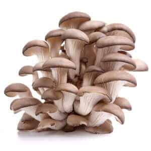 Sawdust spawn for mushroom log inoculation & outdoor garden bed (3kg) – Tan Oyster (Pleurotus ostreatus): ideal for growing clusters of fresh oyster mushrooms with light brown caps and white stems.