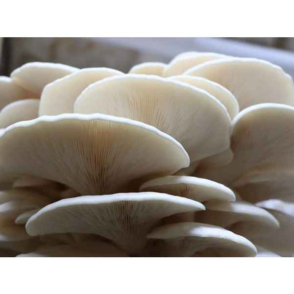 Close-up of Warm White Oyster mushrooms (Pleurotus ostreatus) grown from Log Dowel Mushroom Plug Spawn, showing their delicate gills and layered caps.
