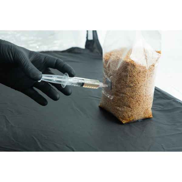 A gloved hand injects liquid from a syringe into a plastic bag filled with brown grains.