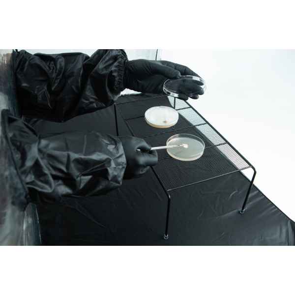 Person in black gloves and lab coat handling petri dishes on a metal rack with a cotton bud.